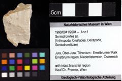 Foto (Objket + Etiketten) von Goniodromites sp. 